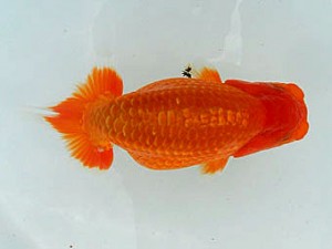 静岡らんちう同好会　一位　松本芳夫