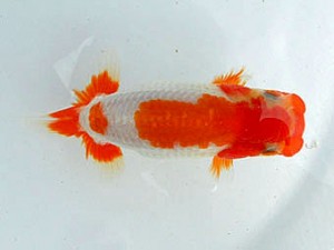 静岡らんちう同好会　二位　松本芳夫