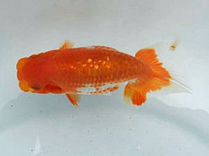 静岡らんちう同好会　三位　鈴木正義