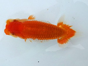 湘南らんちゅう会　第1位　上田厚史