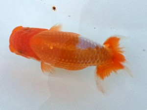 湘南らんちゅう会　第2位　熊沢　誠