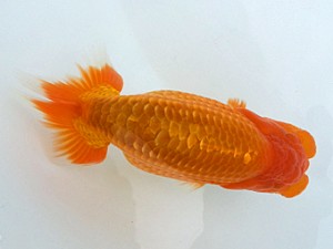 湘南らんちゅう会　第3位　高橋大祐