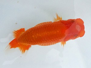 湘南らんちゅう会　第4位　上田厚史