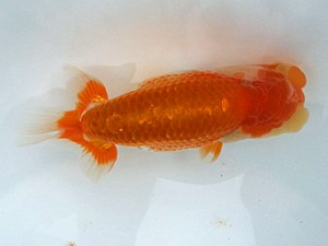 湘南らんちゅう会　第5位　高橋大祐