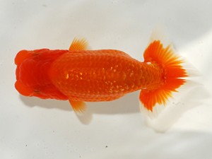 第2回駿河らんちゅう会品評大会　加藤浩一郎　沼津市