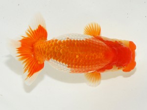 第2回駿河らんちゅう会品評大会　西大関　影山　繁　沼津市