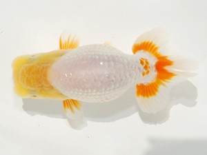 第2回駿河らんちゅう会品評大会　立行司　青池秀介　愛知県