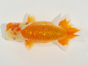 第2回駿河らんちゅう会品評大会　取締一　尾原　保　静岡市