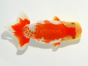 第2回駿河らんちゅう会品評大会　取締二　田島　貢　田方郡