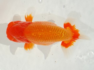 第2回駿河らんちゅう会品評大会　東大関　飯島紳一　駿東郡