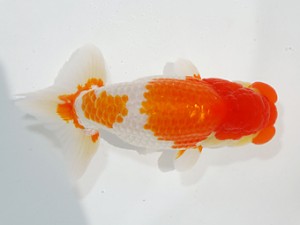 第2回駿河らんちゅう会品評大会　西大関　渡邉崇光　沼津市