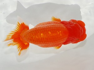 第2回駿河らんちゅう会品評大会　立行司　渡邉崇光　沼津市