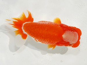 第2回駿河らんちゅう会品評大会　取締一　長田守正　裾野市