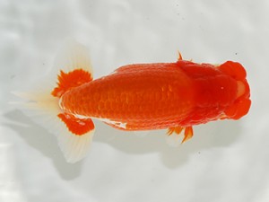 第2回駿河らんちゅう会品評大会　取締二　渡邉崇光　沼津市