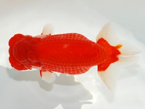 第2回駿河らんちゅう会品評大会　東大関　矢作雄一　神奈川県