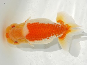 第2回駿河らんちゅう会品評大会　西大関　松本芳夫　静岡市