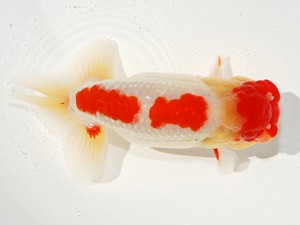 第2回駿河らんちゅう会品評大会　立行司　田島　貢　田方郡