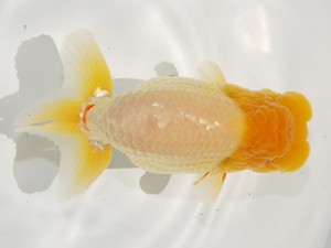 第2回駿河らんちゅう会品評大会　取締一　篠原達也　富士市