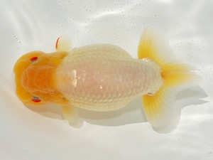 第2回駿河らんちゅう会品評大会　取締二　松本芳夫　静岡市