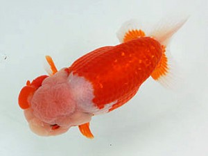 豊橋優遊会　東大関　広田耕士　豊橋