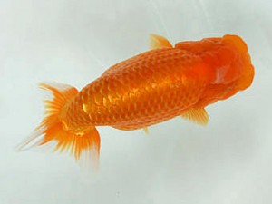 豊橋優遊会　西大関　金 敏幸　豊橋