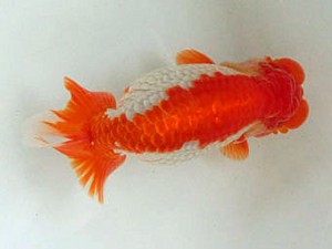 豊橋優遊会　立行司　向坂武義　豊川