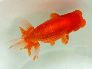 豊橋優遊会　取締一　岡田幾三　一色