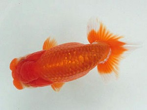 豊橋優遊会　取締二　鈴木生三男　蒲郡