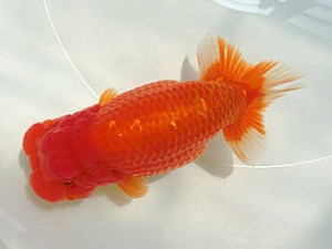 豊橋優遊会　東大関　向坂武義　豊川