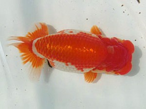 豊橋優遊会　西大関　向坂武義　豊川