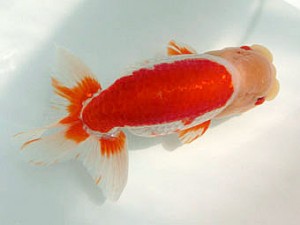 豊橋優遊会　立行司　金 成年　豊橋