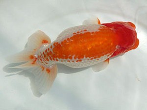 豊橋優遊会　取締一　川口 功　海部