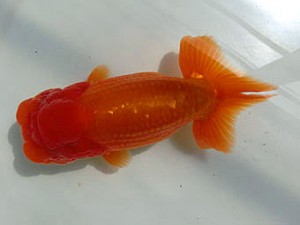 豊橋優遊会　取締二　鈴木生三男　蒲郡