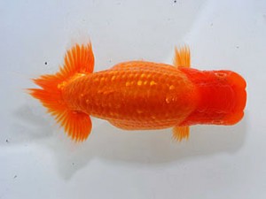 横浜観魚会　東大関　鳴海　満　横浜