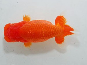 横浜観魚会　西大関　矢作雄一　横浜