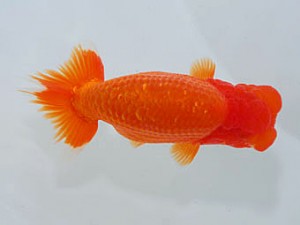 横浜観魚会　取締一　影山　繁　沼津