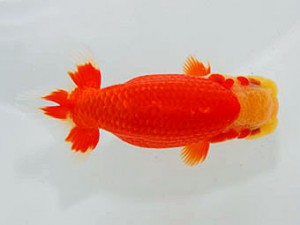 横浜観魚会　取締二　勝呂鉄郎　川崎