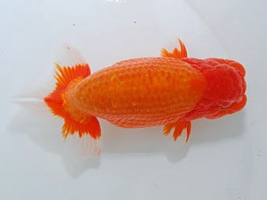 横浜観魚会　東大関　吉野美文　千葉