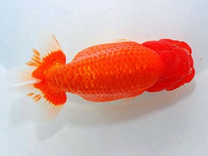 横浜観魚会　西大関　高津克人　武蔵野