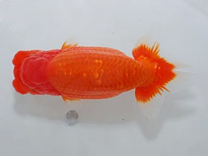 横浜観魚会　立行司　鳴海　満　横浜