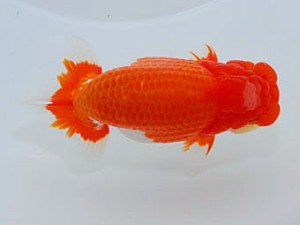 横浜観魚会　取締一　吉野美文　千葉