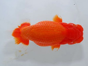 横浜観魚会　取締二　栃谷義寛　藤沢