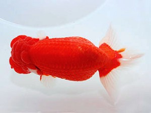 横浜観魚会　東大関　矢作雄一　横浜