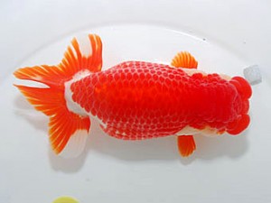 横浜観魚会　西大関　安田正伯　横浜