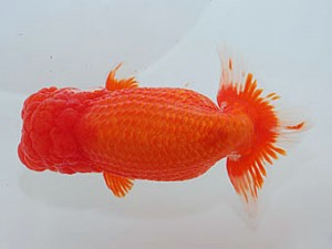 横浜観魚会　取締一　矢作雄一　横浜