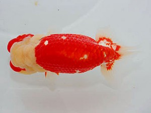 横浜観魚会　取締二　成田大記　愛媛