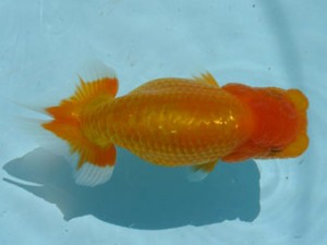 喜樂らんちう会　長井俊之　葛飾区