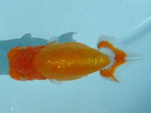 喜樂らんちう会　西大関　登嶋秀法　足立区