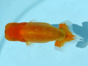 喜樂らんちう会　立行司　古鳥敏明　葛飾区