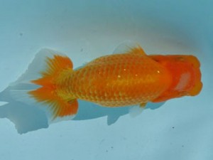 喜樂らんちう会　取締一　登嶋秀法　足立区